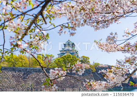 【春天的大阪城公園】大阪城天守閣和櫻花 115036470