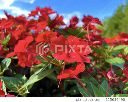 藍天和紅色鳳仙花 藍天和紅色鳳仙花 115036490
