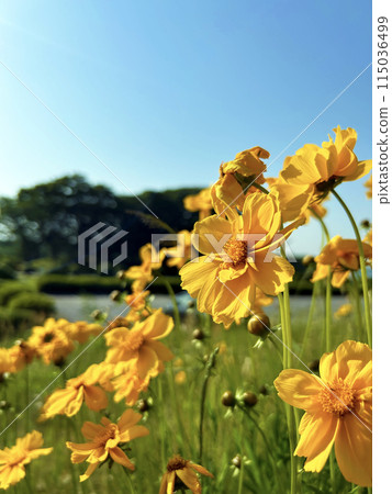 Coreopsis lanceolata shining against the blue sky Coreopsis lanceolata shining against the blue sky 115036499
