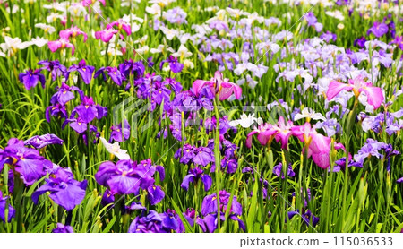 Yamato Central Park Iris Garden 115036533