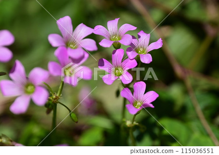 Murasaki Kabaki 115036551