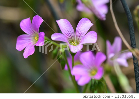 Murasaki Kabaki 115036593