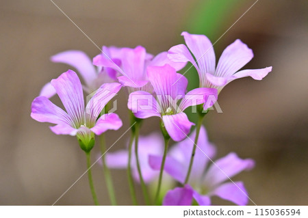 Murasaki Kabaki 115036594