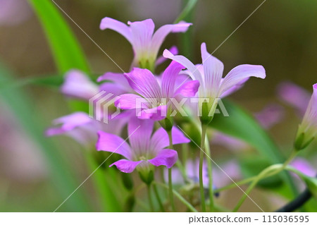 Murasaki Kabaki 115036595