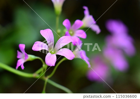 Murasaki Kabaki 115036600