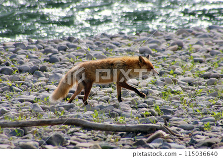 A red fox walking along the riverbank A red fox walking along the riverbank 115036640
