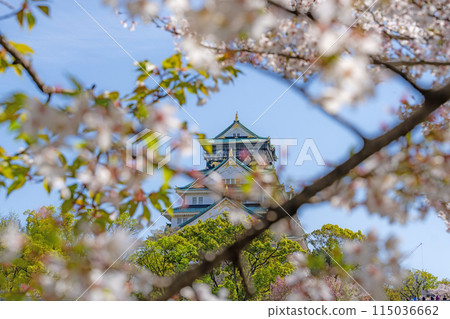 [Osaka Castle Park in Spring] Osaka Castle Tower and Cherry Blossoms 115036662