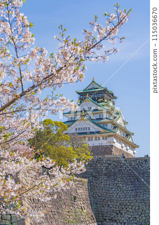 【春天的大阪城公園】大阪城天守閣和櫻花 115036670