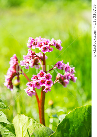 Pink flowers of blossom bergenia in the sunlight. Pink flowers of blossom bergenia in the sunlight. 115036719