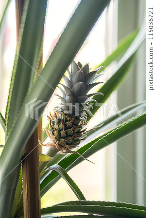 Pineapple plant growing in pot on the windowsill. Pineapple plant growing in pot on the windowsill. 115036721