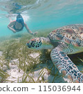 暑假去沖繩度假村浮潛！與海龜一起游泳的女人 115036944