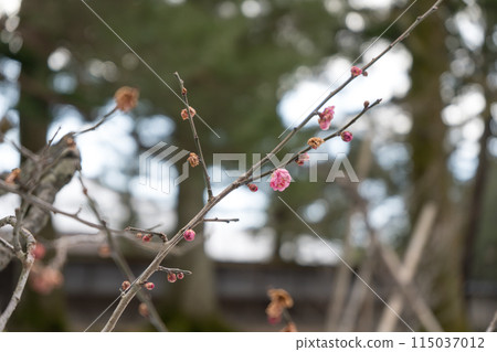 被指定為石川縣文化財產的庭園兼六園的風景 被指定為石川縣文化財產的庭園兼六園的風景 115037012