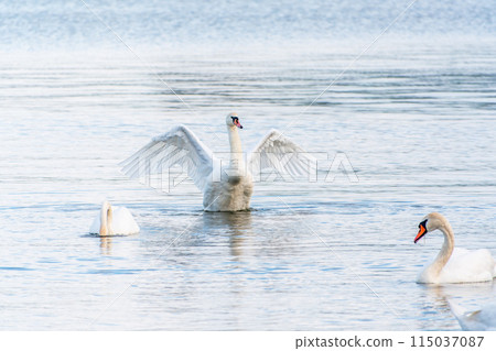 Graceful white Swan swimming in the lake and flaps its wings on the water. 115037087
