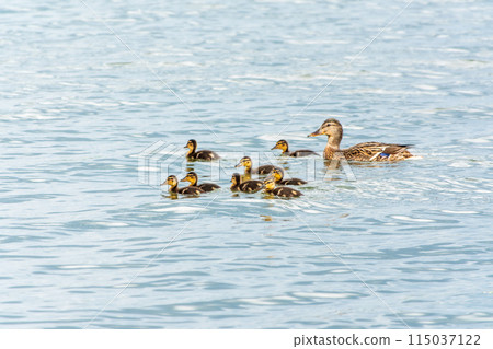 A family of ducks, a duck and its little ducklings are swimming in the water. The duck takes care of its newborn ducklings. Mallard, lat. Anas platyrhynchos A family of ducks, a duck and its little ducklings are swimming in the water. The duck takes care of its newborn ducklings. Mallard, lat. Anas platyrhynchos 115037122
