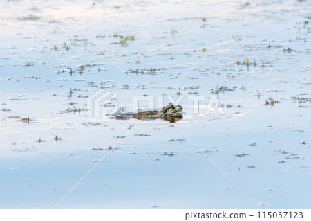 A large green frog sits in the marsh. A large green frog sits in the marsh. 115037123