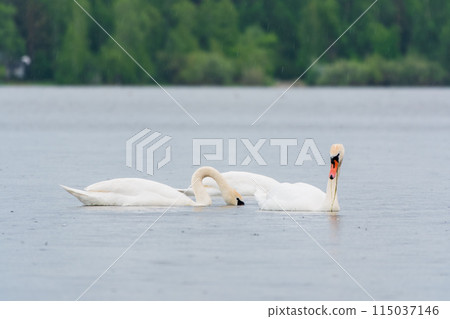 Two Graceful white Swans swimming in the lake, swans in the wild Two Graceful white Swans swimming in the lake, swans in the wild 115037146