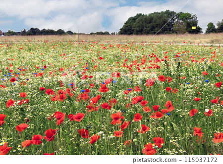 Beautiful green field with red poppy flowers. 115037172