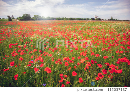 Beautiful green field with red poppy flowers. Beautiful green field with red poppy flowers. 115037187