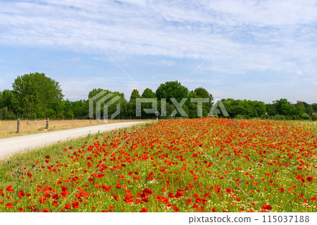 Beautiful green field with red poppy flowers. 115037188