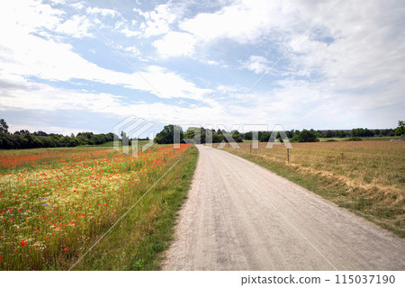Road in the countryside and cloudy sky on a summer day. 115037190