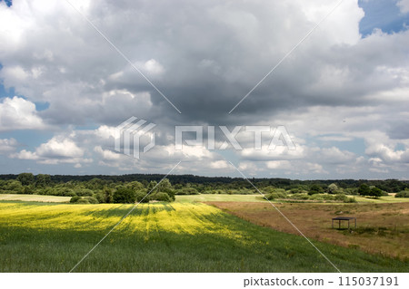 Rural landscape green field with a tree and a field of flowers on a summer day. Rural landscape green field with a tree and a field of flowers on a summer day. 115037191