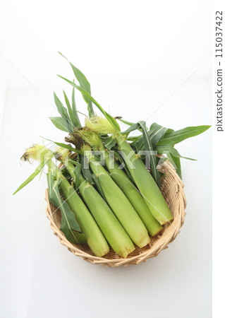 年輕玉米與猴子 115037422