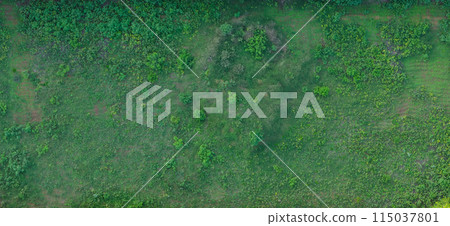 Green natural grass meadow field 115037801