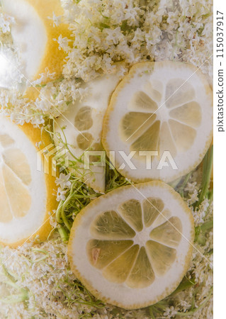 Elder flowers drink glass. White flower shrub. Harvesting buds for making syrup and drink. Cooking drinks. Elder flowers drink glass. White flower shrub. Harvesting buds for making syrup and drink. Cooking drinks. 115037917