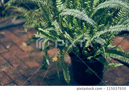 The nephrolepis fern in a pot stands outdoors. The natural background. The concept of caring for a plant with space to copy. High quality photo The nephrolepis fern in a pot stands outdoors. The natural background. The concept of caring for a plant with space to copy. High quality photo 115037930