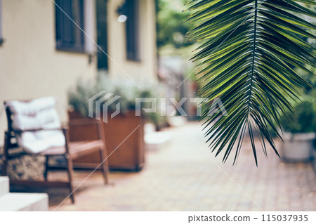 Against the background of a guest house for recreation. With space to copy. Close-up of the foliage of a tropical date palm plant. High quality photo 115037935