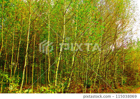 Birch forest on a sunny day Birch forest on a sunny day 115038069