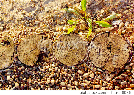 Forest road or path with tree stumps. Forest road or path with tree stumps. 115038086
