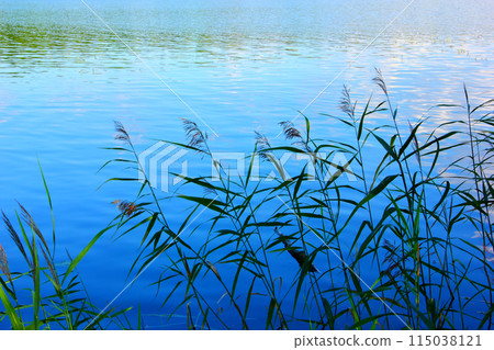 Lake water surface with ripples Lake water surface with ripples 115038121