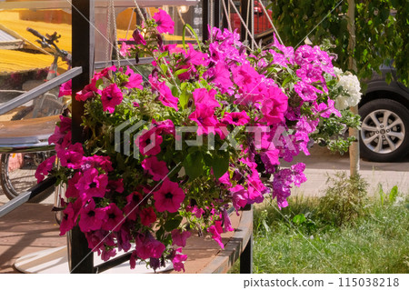 Petunia decorate summer terrace of restaurant. Purple flowers in flower pots on veranda of summer cafe. Sunlight. Petunia decorate summer terrace of restaurant. Purple flowers in flower pots on veranda of summer cafe. Sunlight. 115038218