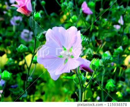 Mallow flower and green leaves. Mallow flower and green leaves. 115038378