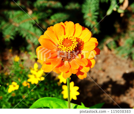 Zinnia flower and green leaves. Zinnia flower and green leaves. 115038383