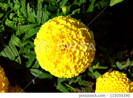 Marigolds flower and green leaves. 115038390