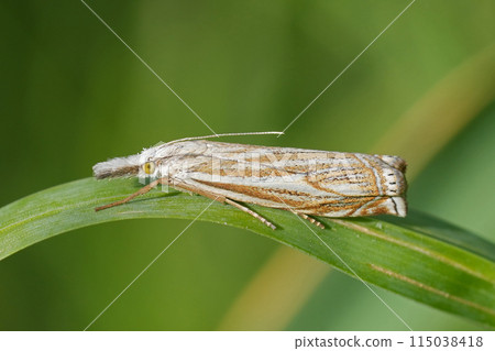 Closeup on the Common Hook-streak grass veneer moth, Crambus lathoniellus, perched on a blade of grass Closeup on the Common Hook-streak grass veneer moth, Crambus lathoniellus, perched on a blade of grass 115038418