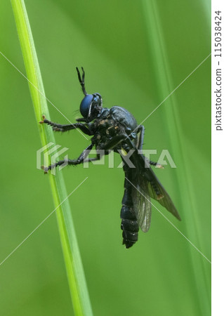Vertical closeup on the black-legged robber fly, Dioctria atricapilla hanging in the grass 115038424