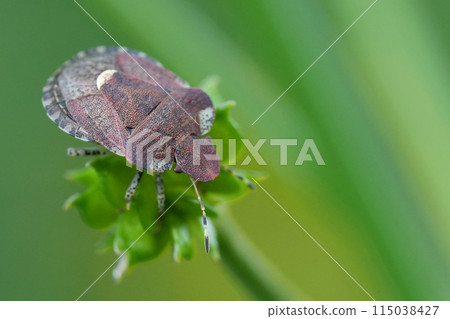 Closeup on a small European bedstraw bug, Dyroderes umbraculatus against a blurred green background Closeup on a small European bedstraw bug, Dyroderes umbraculatus against a blurred green background 115038427