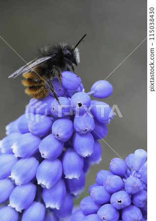 Colorful vertical closeup on a male European horned mason bee, Osmoa cornuta sitting on top of a blue grape hyacinth fower 115038430