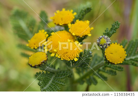 Closeup on the yellow flowers of the North-American Dune or Eastern Tancy, Tanacetum bipinnatum, at the Oregon coast in Bandon 115038435