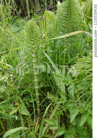 Closeup on the North American great horsetail puzzlegrass, Equisetum telmateia ad Bandon, Oregon Closeup on the North American great horsetail puzzlegrass, Equisetum telmateia ad Bandon, Oregon 115038438