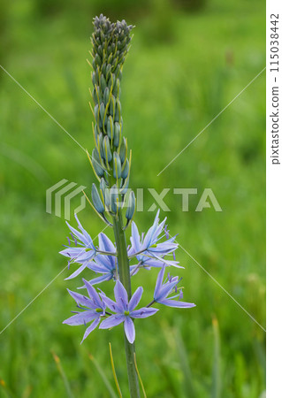 Closeup on the colorful blue flower of the great or large Camas wildflower, Camassia leichtlinii, Eugene, Oregon 115038442