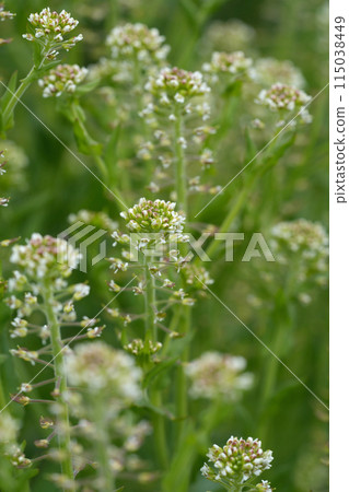 Closeup on an aggregation of unopened flowerbuds of field peppergrass or pepperweed, Lepidium campestre 115038449