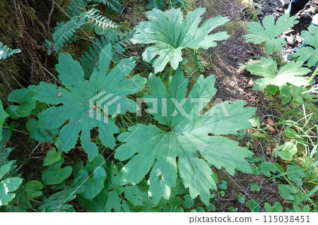 Closeup on the large green leaves of the North-American sweet coltsfoot or Arctic butterbur, Petasites frigidus Closeup on the large green leaves of the North-American sweet coltsfoot or Arctic butterbur, Petasites frigidus 115038451
