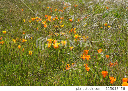Closeup on the colorful orange flower of the North-American California golden poppy or cup of gold, Eschscholzia californica 115038456