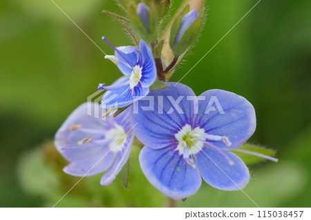 Colorful closeup on the emerald blue flower of the germander speedwell, Veronica chamaedrys Colorful closeup on the emerald blue flower of the germander speedwell, Veronica chamaedrys 115038457