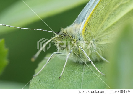 Closeup on a fresh emerged European Small White butterfly, Pieris rapae sitting on a green leaf in the garden Closeup on a fresh emerged European Small White butterfly, Pieris rapae sitting on a green leaf in the garden 115038459