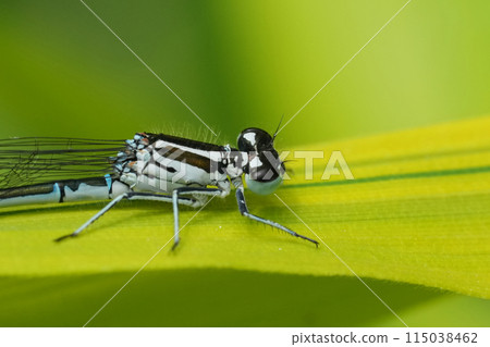 Closeup on the European common azure damselfly, Coenagrion puella sitting on a leaf Closeup on the European common azure damselfly, Coenagrion puella sitting on a leaf 115038462